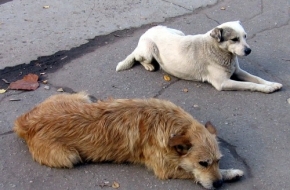 Власти Лихославля займутся отловом бездомных собак