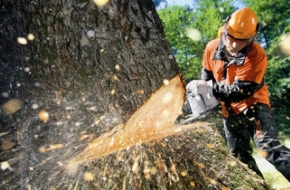 В Спирово строителя оштрафовали на 33 тысячи рублей за самовольную вырубку деревьев