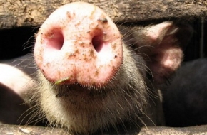 В администрации района предупредили о неблагоприятной ситуации по африканской чуме свиней