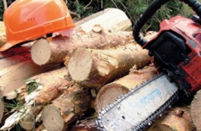 За 9 месяцев в Лихославльском районе выявлено три незаконные вырубки леса на 792071 рублей