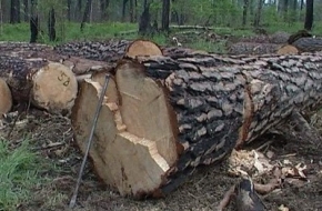 В Тверской области в 1,7 раза сократилось количество незаконных рубок леса