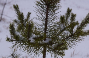 Несколько дней в Тверской области будут идти снег и дождь