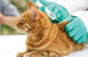 18 и 19 июля в Калашниково будет проводиться бесплатная вакцинация кошек и собак против бешенства