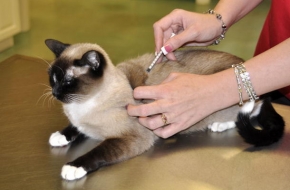 17 и 18 в Калашниково будет проводиться бесплатная вакцинация собак и кошек против бешенства