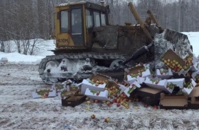 В Твери в рамках ответных экономических санкций уничтожено 1500 килограммов яблок