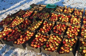 В рамках ответных санкций под Тверью уничтожено более 5 тонн яблок, помидоров, груш и винограда