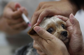 19 и 20 января в Калашниково пройдет бесплатная вакцинация собак и кошек против бешенства