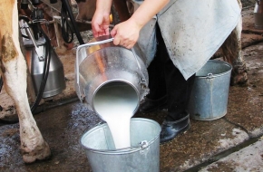 Торжокские фермеры попались на производстве опасного молока