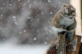 Снежная метель в Тверской области продержится несколько дней