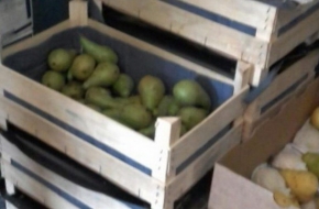 В Волочке раскатали трактором 378 килограмм санкционных яблок, груш и помидоров