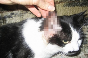 Лихославльскому коту Тому отрезали половину уха чтобы спасти голову