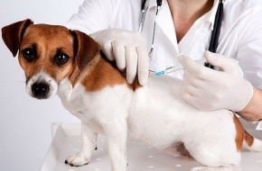В Калашниково пройдет бесплатная вакцинация собак и кошек против бешенства