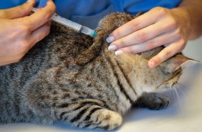 17 и 18 июля в Калашниково будет проводится вакцинация собак и кошек против бешенства