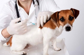 В Калашникове проходит бесплатная вакцинация собак и кошек против бешенства