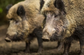 В Лихославльском районе выявлены нарушения в борьбе с африканской чумой свиней