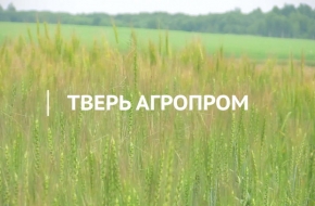 Тверь Агропром: Урожай убран, впереди новые задачи (видео)