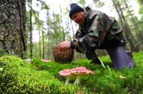 Россиянам позволят свободно собирать ягоды и грибы