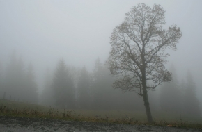 Тверскую область накроет густой непроглядный туман