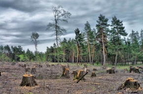 Почти 7 миллионов заплатит торжокский колхоз за вырубку лесов
