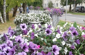 Цветы – в добрые руки: жителям Лихославля предлагают бесплатно взять цветы