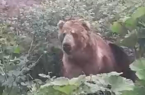 Огромный медведь, гуляющий в окрестностях Спирово, попал на видео (видео)