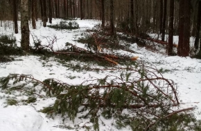 В Лихославльском районе аномальная оттепель «переломала» деревья как спички в охраняемой лесопарковой зоне (фото и видео)